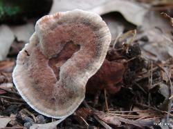 Hydnellum spongiosipes