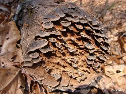 Hymenochaete rubiginosa