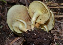 Hypholoma capnoides