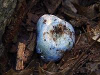 lactarius_indigo