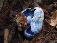 lactarius_indigo