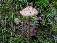 Macrolepiota procera