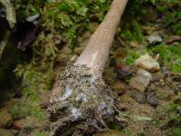 Macrolepiota procera