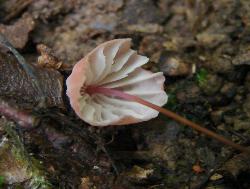 Marasmius pulcherripes