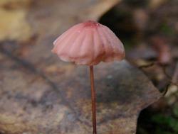 Marasmius pulcherripes