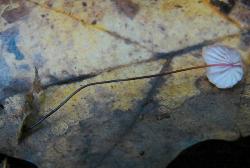 Marasmius pulcherripes