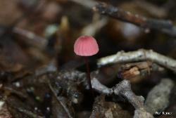 Marasmius pulcherripes
