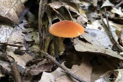 Marasmius sullivantii