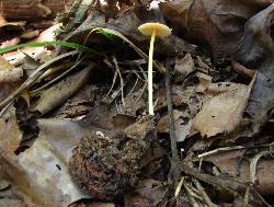 Mycena crocea