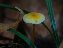 Mycena crocea