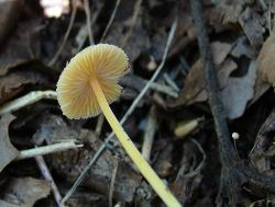 Mycena crocea
