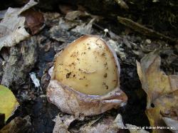 Phallus ravenelii