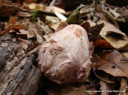 Phallus ravenelii