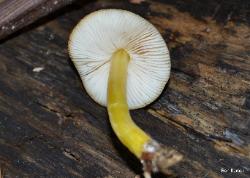 pluteus romellii 