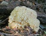 Sparassis crispa