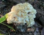Sparassis crispa