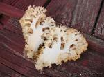 sparassis crispa