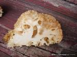sparassis crispa