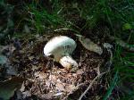 Tricholoma caligatum
