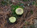 Tricholoma equestre