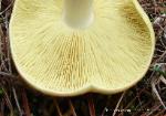 Tricholoma equestre