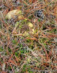 Tricholoma equestre