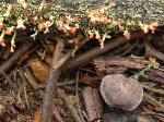 Tricholoma myomyces