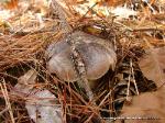 Tricholoma portentosum