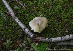 Tricholoma sejunctum