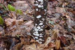 Truncospora ohiensis