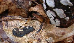 Truncospora ohiensis