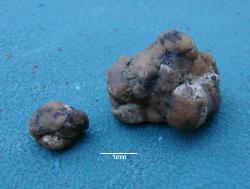 Tuber mexiusanum