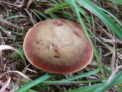 xerocomus morrisii 