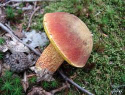 xerocomus morrisii 