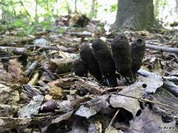 Xylaria polymorpha